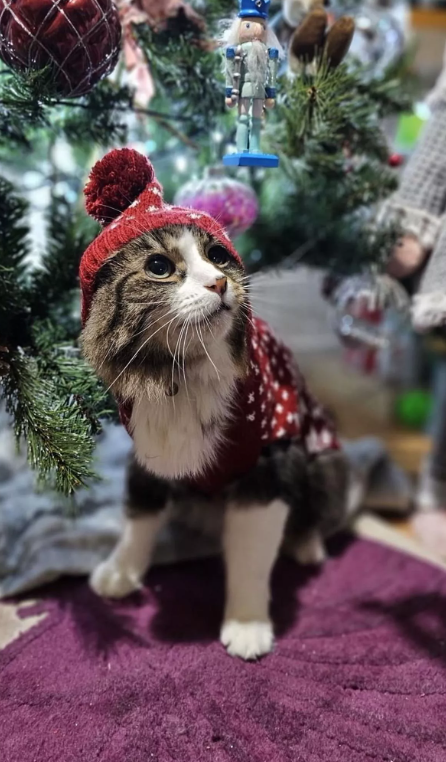 Невероятно умная кошка спасла жизнь своей хозяйке странным способом: что она сделала